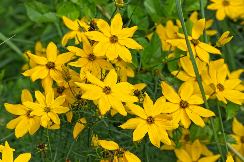 Topinambur Blüten