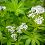 Waldmeister Vorschau