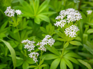 Waldmeister Vorschau