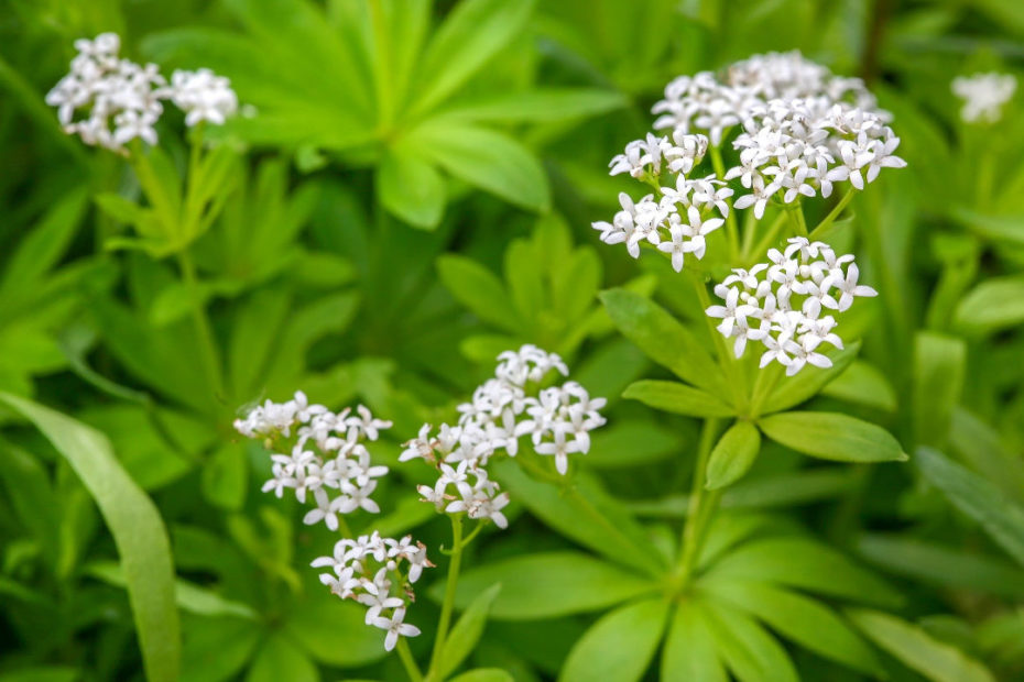 Waldmeister Vorschau