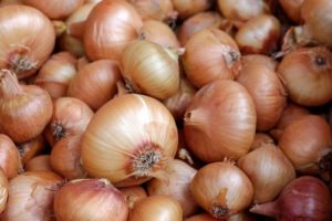 Zwiebeln pflanzen pflegen ernten