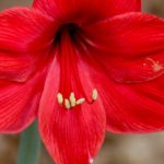 Die Blüten einer Amaryllis.