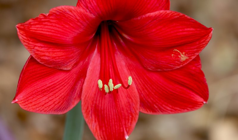 Amaryllis pflanzen, pflegen und ernten Unsere Tipps