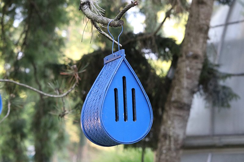 Ein blaues Schmetterlingshaus an einem Nadelbaum
