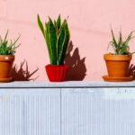 Blumentöpfe mit Blumentopfuntersetzer