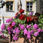 Pelargonien hängend auf einem Balkon in einem Blumenkasten.