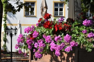 Pelargonien hängend auf einem Balkon in einem Blumenkasten.