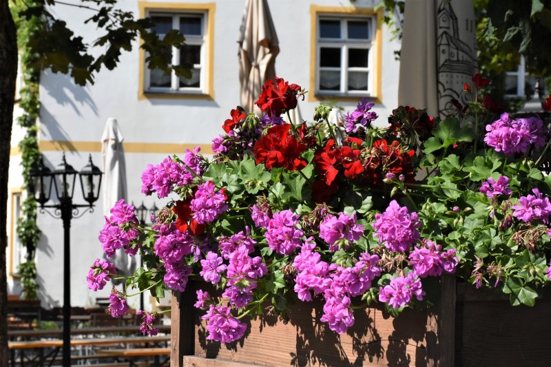 Pelargonien hängend auf einem Balkon in einem Blumenkasten.
