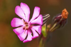 Himmelsröschen in rosa