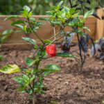 Chili wächst optimal in der Hochbeeterde