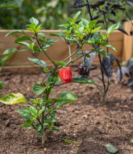 Chili wächst optimal in der Hochbeeterde