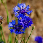 Kornblumen Wildwiese