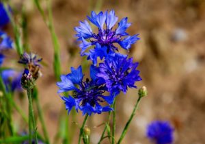 Kornblumen Wildwiese