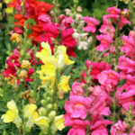 Rote, gelbe und rosa Löwenmäulchen in einem Garten.