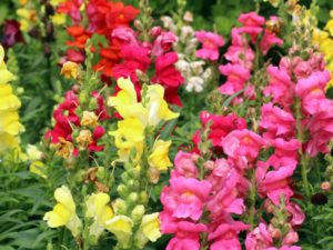 Rote, gelbe und rosa Löwenmäulchen in einem Garten.