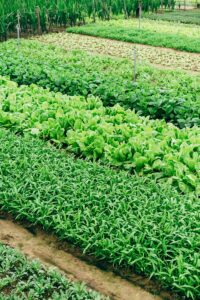 Salat im Feld