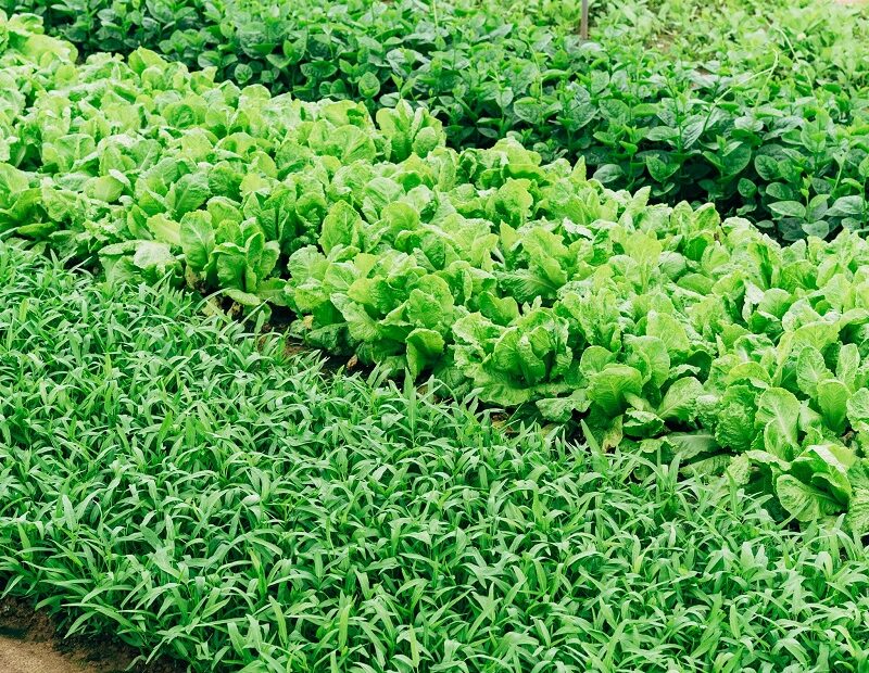 Salat im Feld
