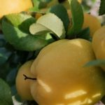 Quittenbaum Pflanzen und Pflegen - Unsere Tipps