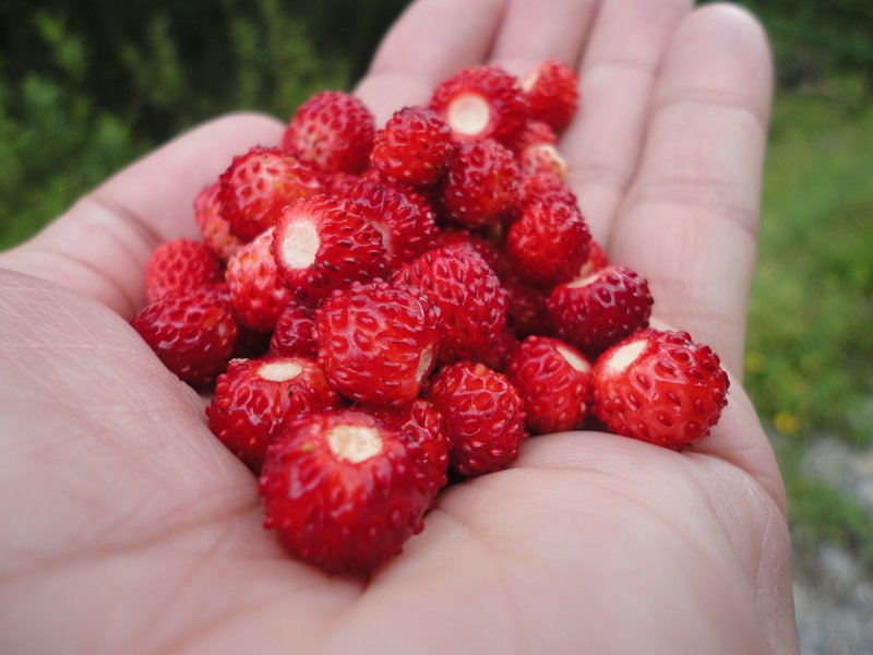 walderdbeeren