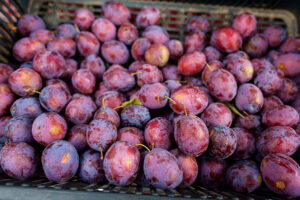 Ein Korb ist gefüllt mit erntefrischen, violett-roten Zwetschgen.