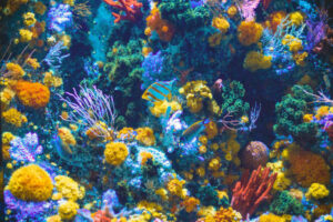 Ein gesundes Aquarium mit leuchtenden Fischen