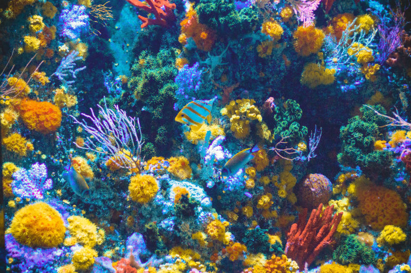 Ein gesundes Aquarium mit leuchtenden Fischen