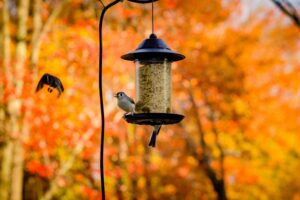 Futtersaeulen im Test Vogelfutterstation