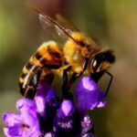 So gestaltest Du Deinen Garten bienenfreundlich.