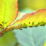 Schädlinge im Garten