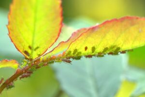 Schädlinge im Garten