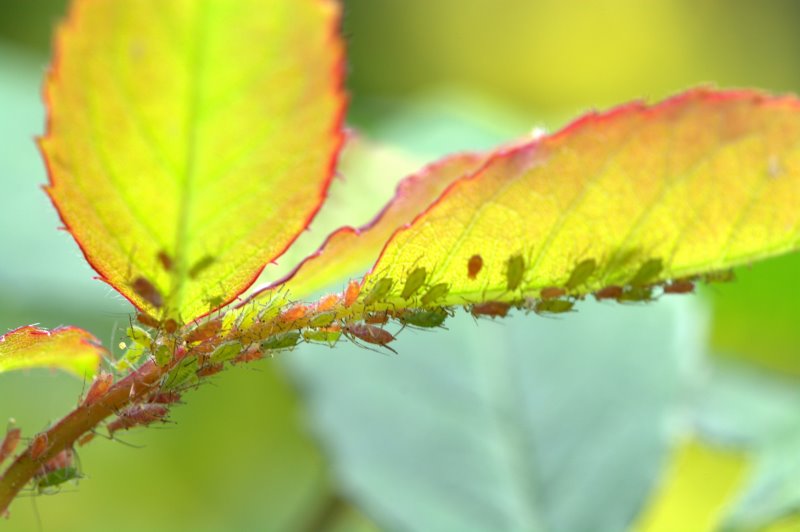 Schädlinge im Garten
