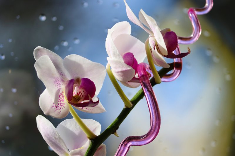 Orchidee mit Pflanzenstab