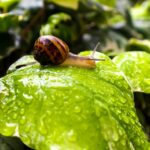 Eine Schnecke sitzt auf einem Blatt
