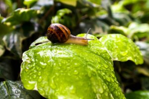 Eine Schnecke sitzt auf einem Blatt