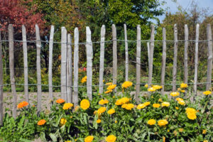 Gartenzaun mit Blumen
