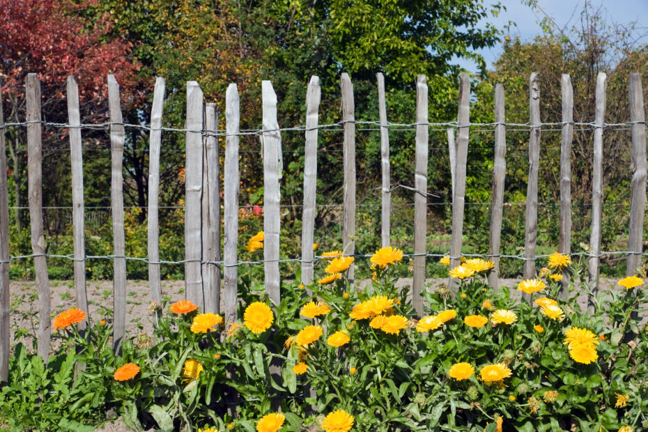 Gartenzaun mit Blumen